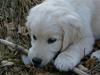 Golden retriever Luna