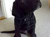 Labrador retriever Basse 