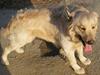 Golden retriever Hoki