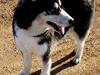 Siberian husky Taephung