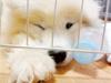 Samojedhund xiahky