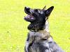 Schæferhund Jabina Kojac