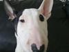 Bullterrier Chili