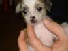Chinese crested hårløs Gizmo
