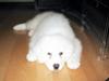 Pyreneerhund Vick