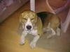 Beagle Balou