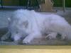 Samojedhund Ariana