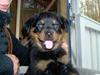 Rottweiler radeau kira  [ Himmelhund]