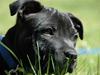 Staffordshire bull terrier Asuki