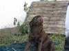 Labrador retriever  Apernille´s Vita (Asta) [ Himmelhund]