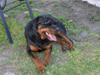 Rottweiler Canto (svigerforælders) [ Himmelhund]
