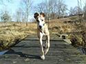 Whippet Flying Dutchmand - Gelly