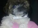 Shih tzu Duchess