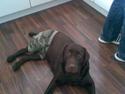 Labrador retriever Maggie