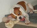 Amerikansk bulldog Kayla