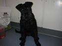 Riesenschnauzer Doolittle Kiwi
