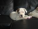 Amerikansk bulldog Uffe R.I.P.