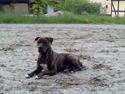 Amerikansk bulldog Jako