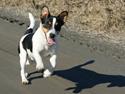 Jack russell terrier Zico