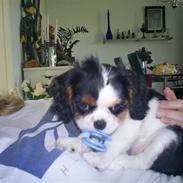 Cavalier king charles spaniel cocio