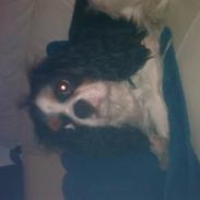 Cavalier king charles spaniel cocio