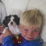 Cavalier king charles spaniel cocio