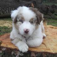 Australian shepherd Jessy