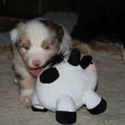 Australian shepherd Jessy