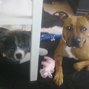 Amerikansk staffordshire terrier Mille