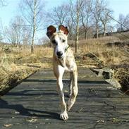 Whippet Flying Dutchmand - Gelly
