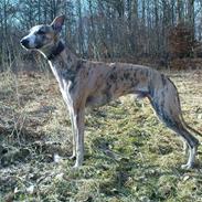 Whippet Flying Dutchmand - Gelly