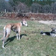 Whippet Flying Dutchmand - Gelly