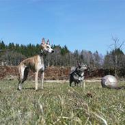 Whippet Flying Dutchmand - Gelly