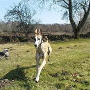 Whippet Flying Dutchmand - Gelly