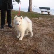 Samojedhund Bailey