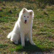 Samojedhund Bailey