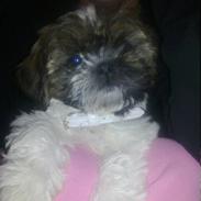 Shih tzu Duchess