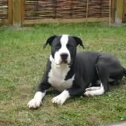 Amerikansk staffordshire terrier Enzo