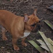 Fransk bulldog Alfi