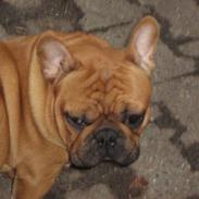 Fransk bulldog Alfi
