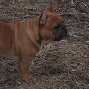 Fransk bulldog Alfi