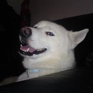 Blanding af racer Cato