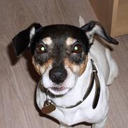 Dansk svensk gaardhund cleo