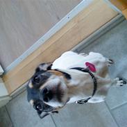 Dansk svensk gaardhund cleo