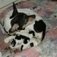 Dansk svensk gaardhund cleo