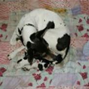 Dansk svensk gaardhund cleo