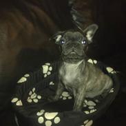 Fransk bulldog Jack