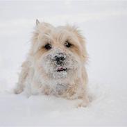 Cairn terrier Futte <3