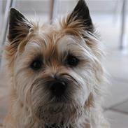 Cairn terrier Futte <3