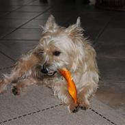 Cairn terrier Futte <3